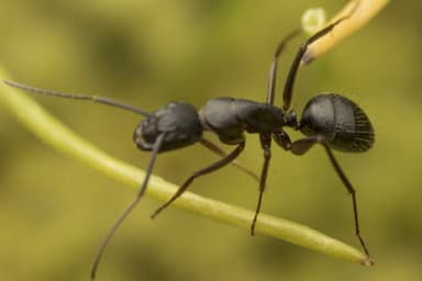 Camponotus vicinus photo 49