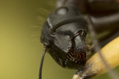 Camponotus vicinus photo 50