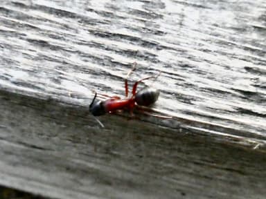 Camponotus vicinus photo 55