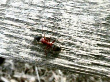 Camponotus vicinus photo 56