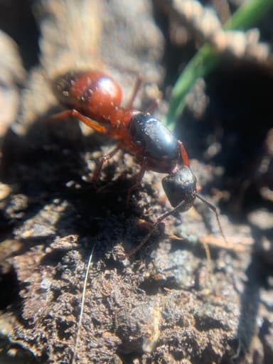 Camponotus vicinus photo 58