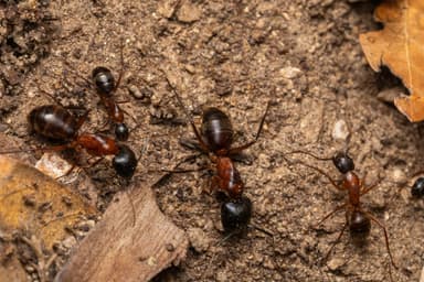 Camponotus vicinus photo 62