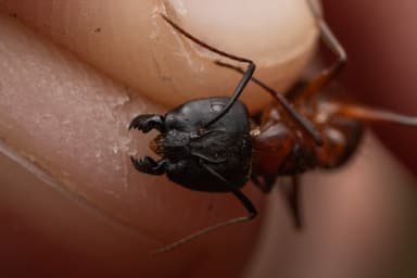 Camponotus vicinus photo 63