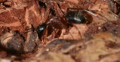 Camponotus vicinus photo 65