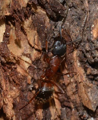 Camponotus vicinus photo 67