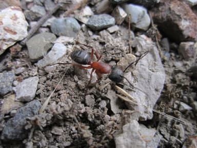 Camponotus vicinus photo 68