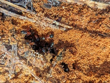 Camponotus vicinus photo 71