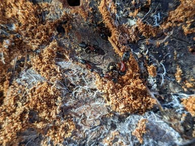 Camponotus vicinus photo 73