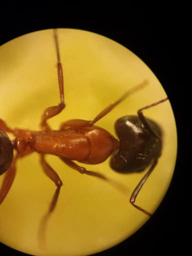 Camponotus vicinus photo 74