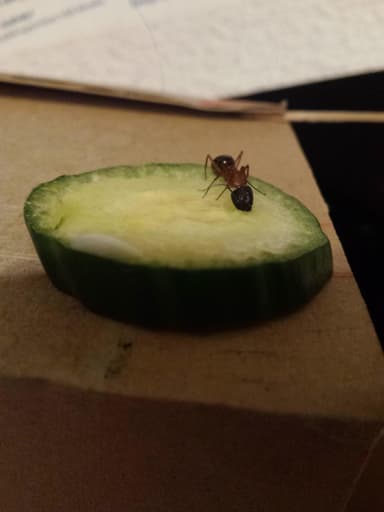 Camponotus vicinus photo 75