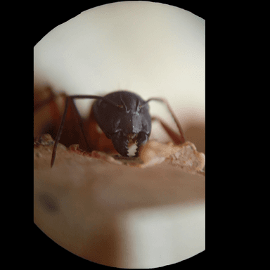 Camponotus vicinus photo 76