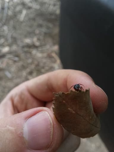 Camponotus vicinus photo 78