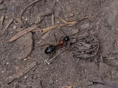 Camponotus vicinus photo 81