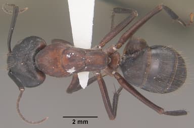 Camponotus vicinus — queen photo 10