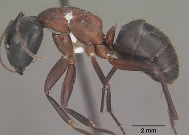 Camponotus vicinus — queen photo 11