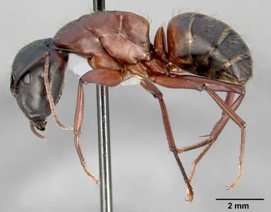 Camponotus vicinus — queen photo 13
