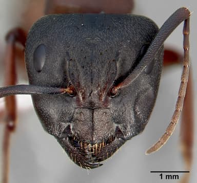 Camponotus vicinus — queen photo 16