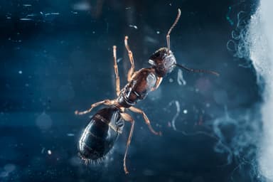 Camponotus yogi photo 4