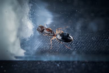 Camponotus yogi photo 5