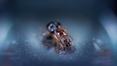 Camponotus yogi photo 6