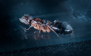 Camponotus yogi photo 7