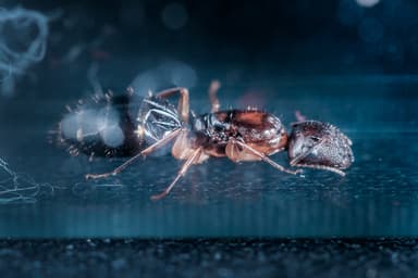 Camponotus yogi photo 8