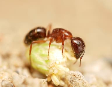 Camponotus yogi — worker photo 9