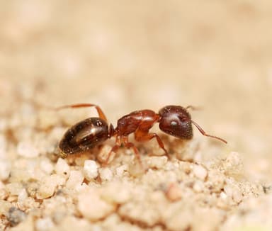 Camponotus yogi — worker photo 10
