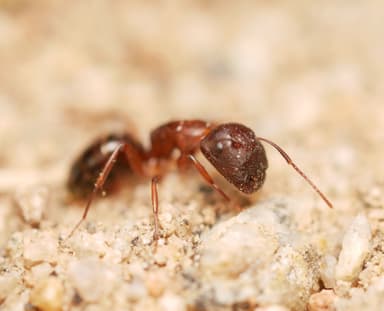 Camponotus yogi — worker photo 11