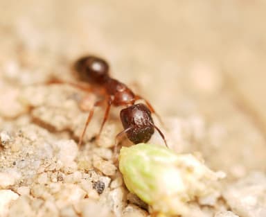 Camponotus yogi — worker photo 13