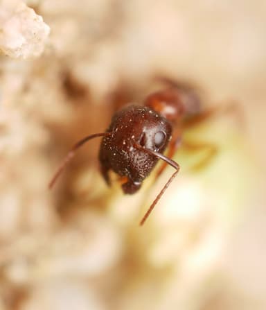Camponotus yogi — worker photo 14