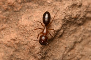 Camponotus yogi photo 15