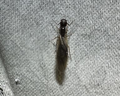 Camponotus yogi photo 17