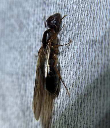 Camponotus yogi photo 18