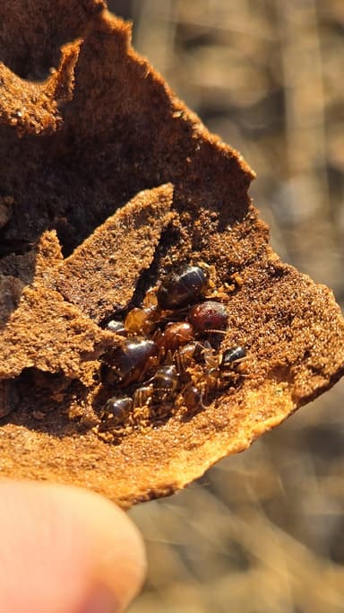 Camponotus yogi photo 19