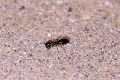 Camponotus yogi photo 20