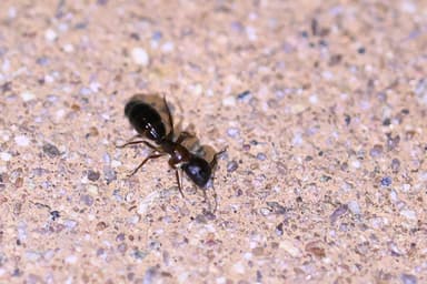 Camponotus yogi photo 21