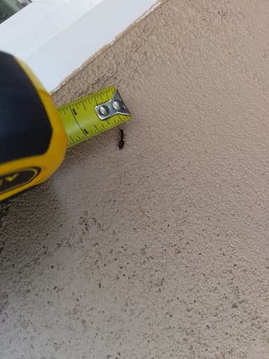Camponotus yogi photo 22