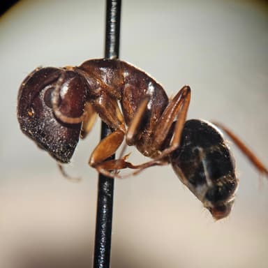 Camponotus yogi photo 23