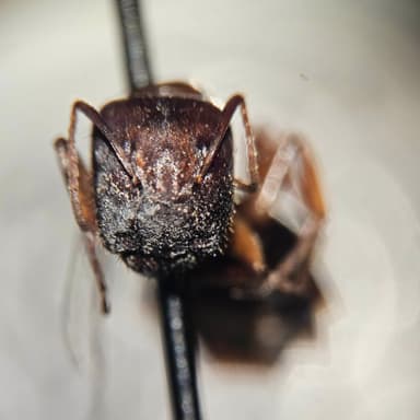 Camponotus yogi photo 24