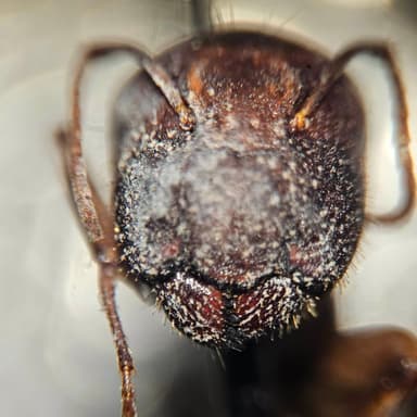 Camponotus yogi photo 25