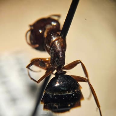 Camponotus yogi photo 26