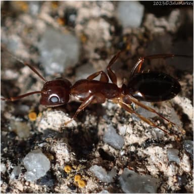 Camponotus yogi photo 27