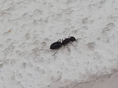 Camponotus yogi photo 28
