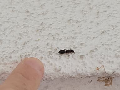 Camponotus yogi photo 29