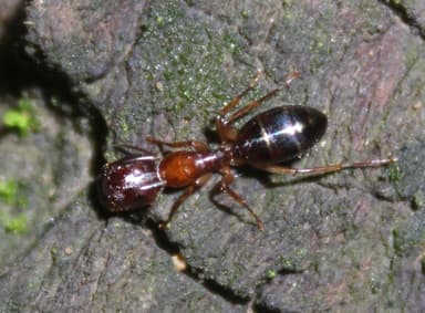 Camponotus yogi photo 30