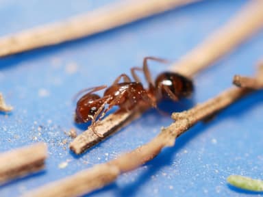 Camponotus yogi — worker photo 31