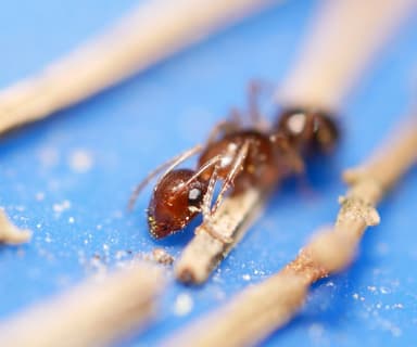 Camponotus yogi — worker photo 32