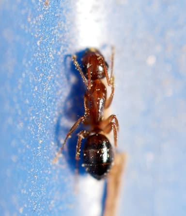 Camponotus yogi — worker photo 33