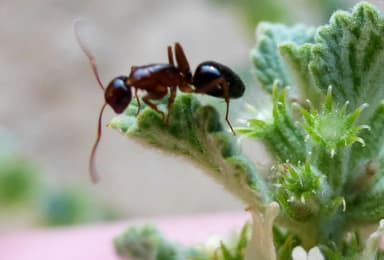 Camponotus yogi photo 34